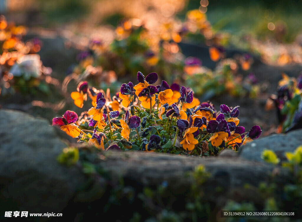 阳光下的多彩三色堇花朵