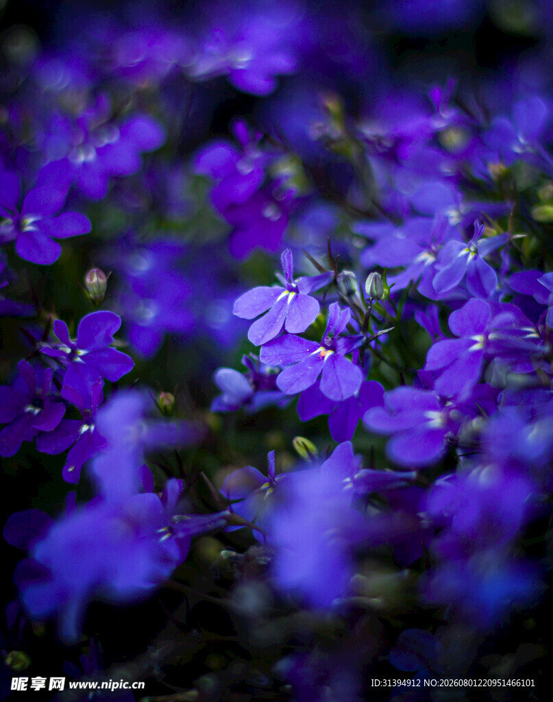 紫色小花绽放美景