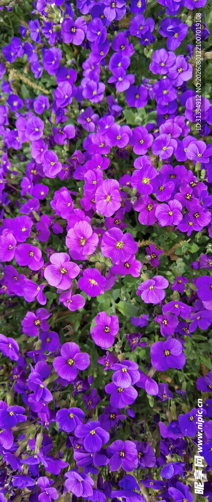 紫色繁花锦簇