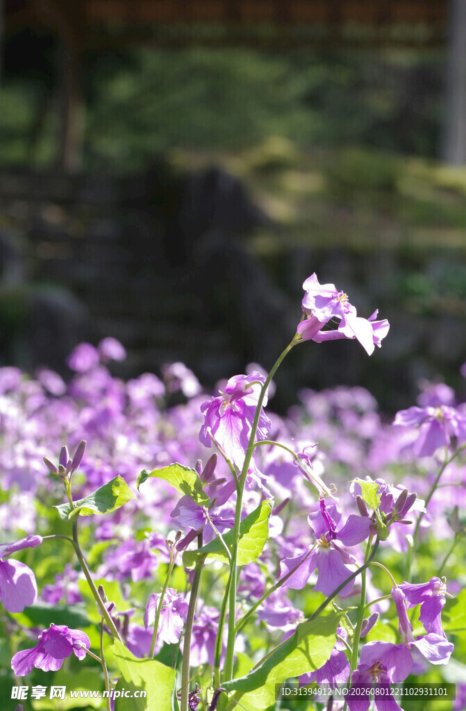 紫色花海中的娇艳小花