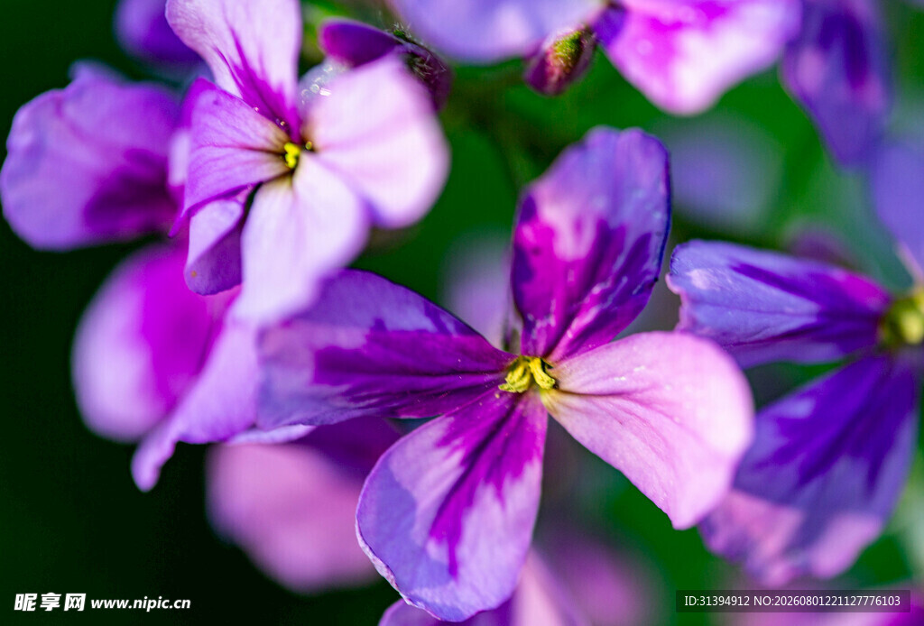 紫色美丽花卉特写