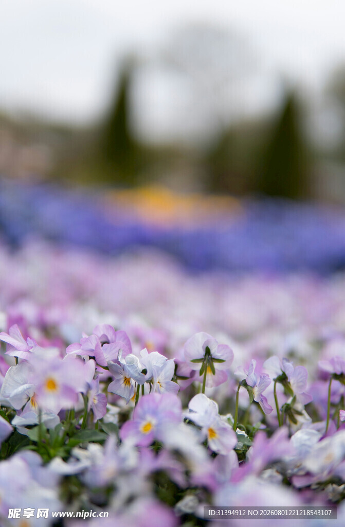 紫色小花绽放的美丽花田