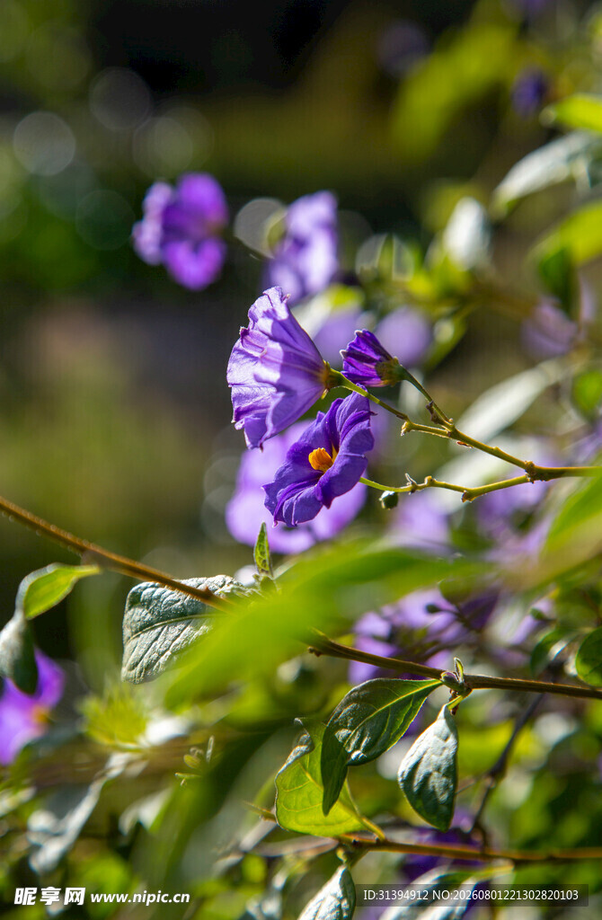 紫色花卉特写
