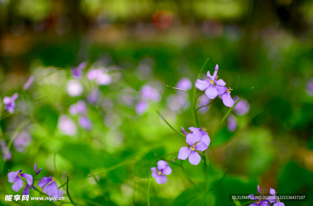 春日紫花绽放于绿野