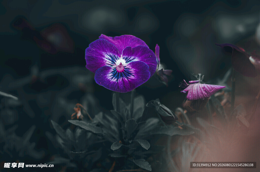紫色娇艳小花特写