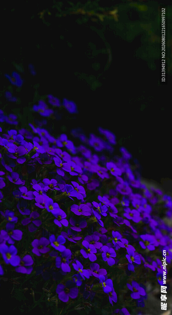 紫色花卉丛