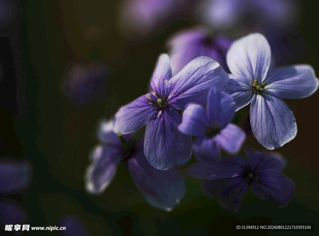 紫色小花特写