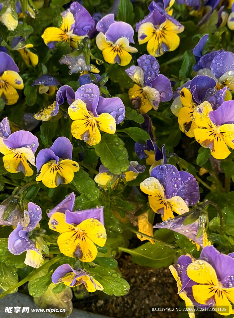 三色堇花海绽放