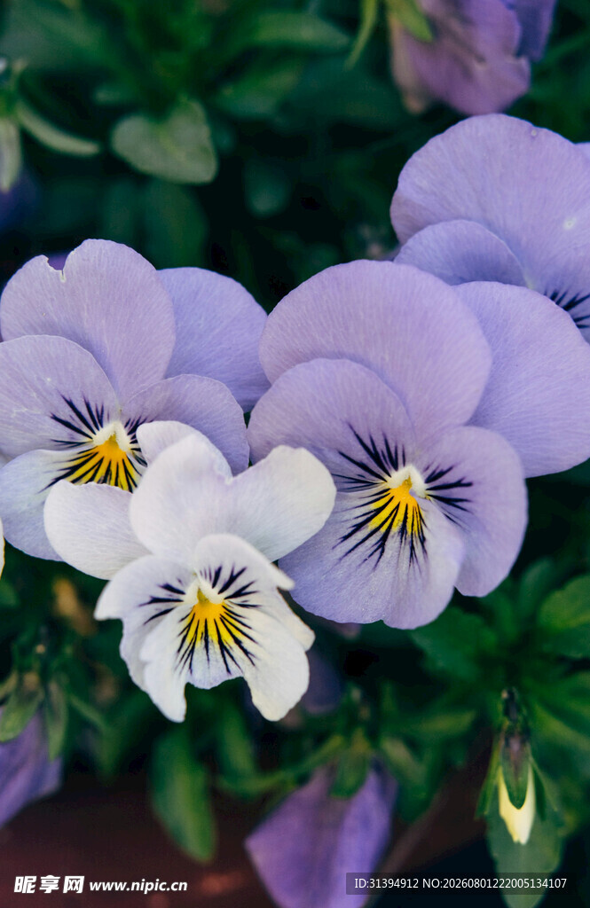 三色堇花卉特写