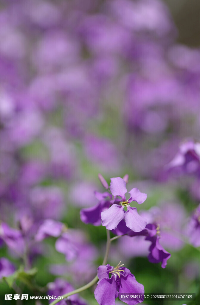 紫色烂漫花朵特写