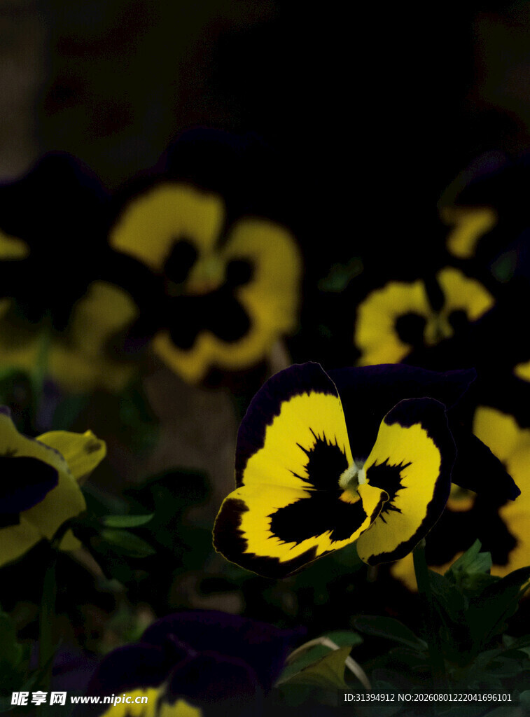 黄色三色堇花卉特写