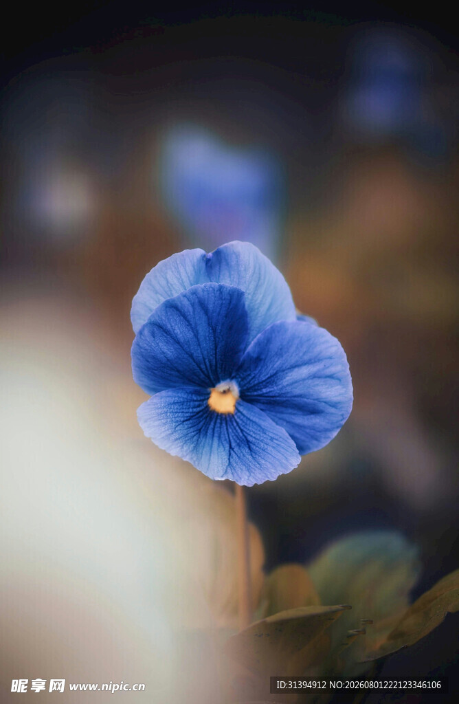 蓝色单朵小花特写