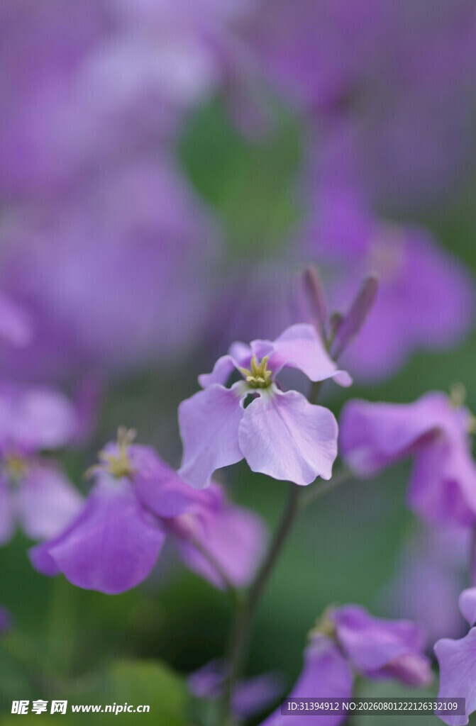 紫色小花特写