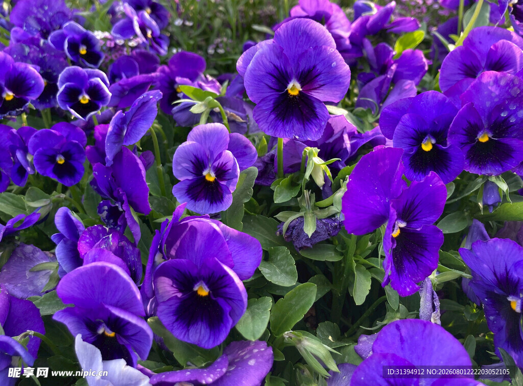 紫色三色堇花海绽放