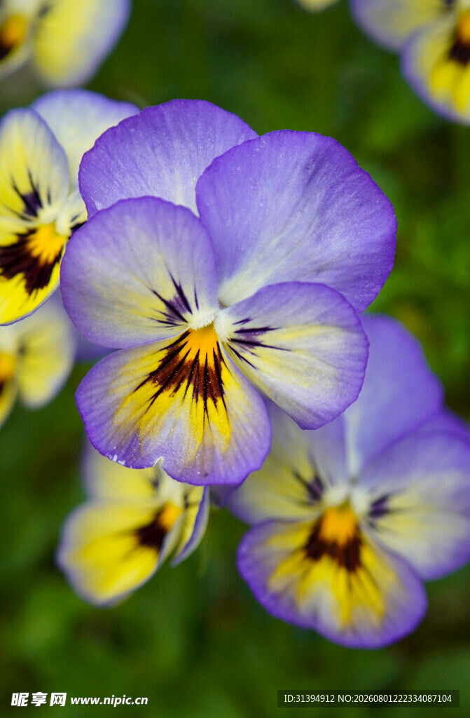 紫色三色堇花朵特写