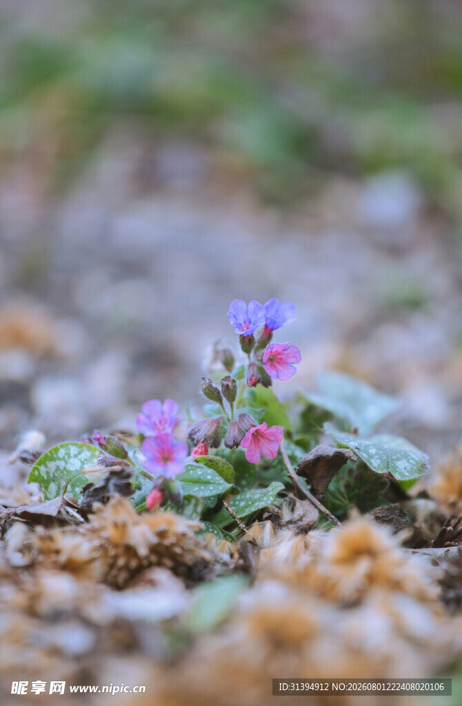 地面绽放的紫色小花
