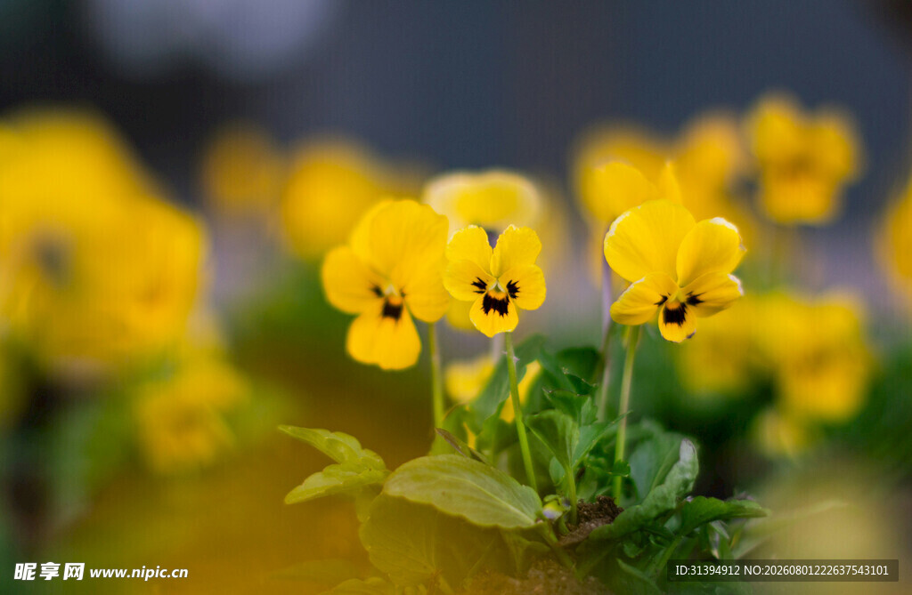 黄色三色堇花卉特写