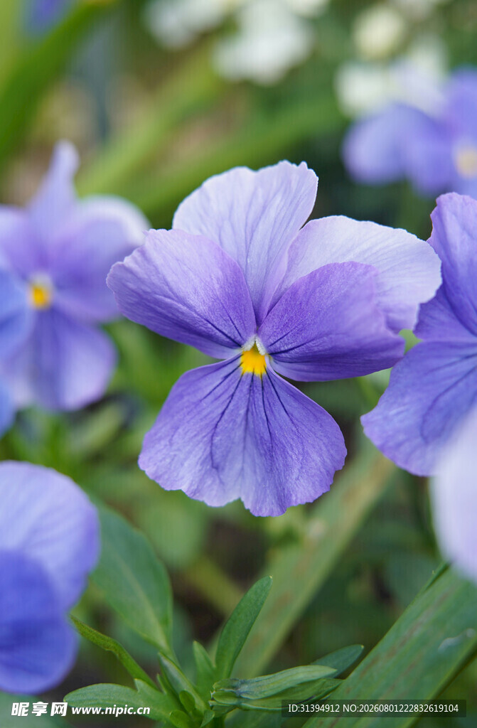 紫色三色堇花朵特写