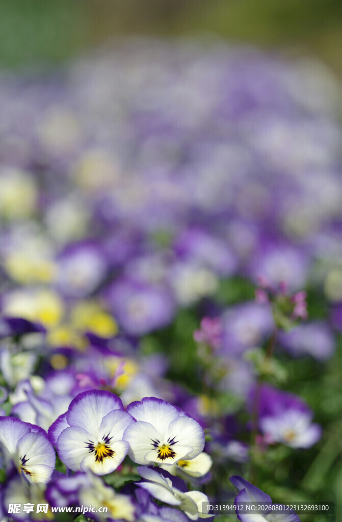 紫色三色堇花卉特写