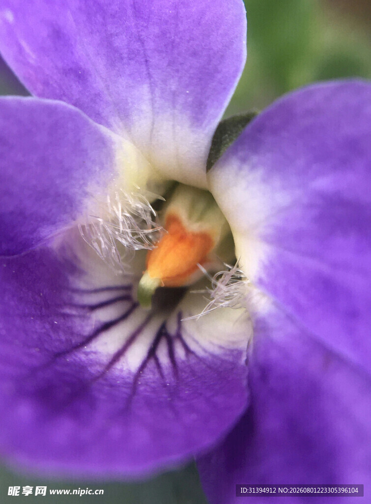 紫色堇菜花特写