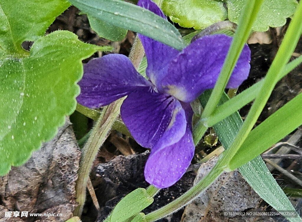 紫色堇菜花特写