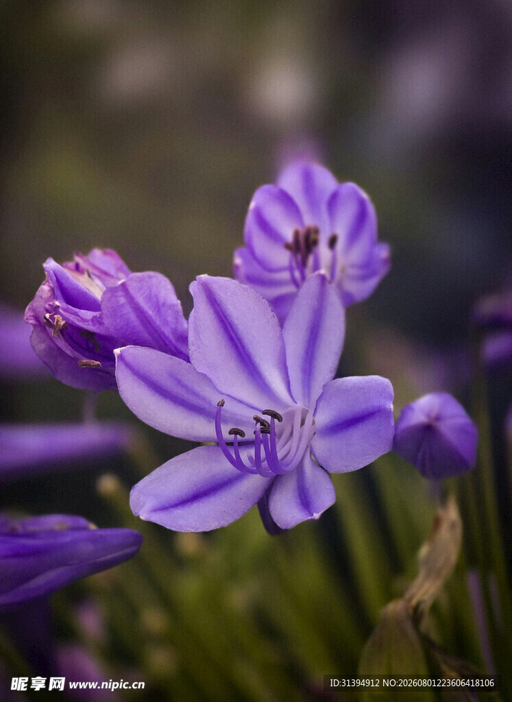 紫色绽放的优雅百子莲