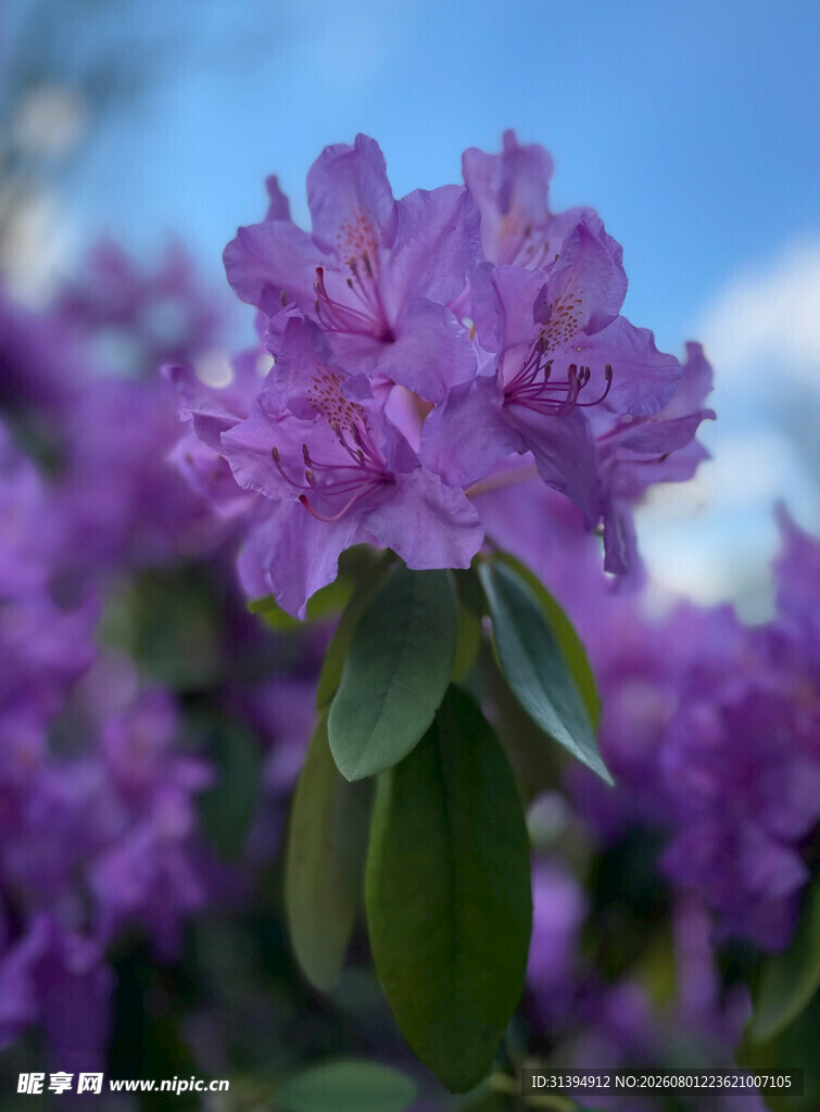绽放的紫色杜鹃花