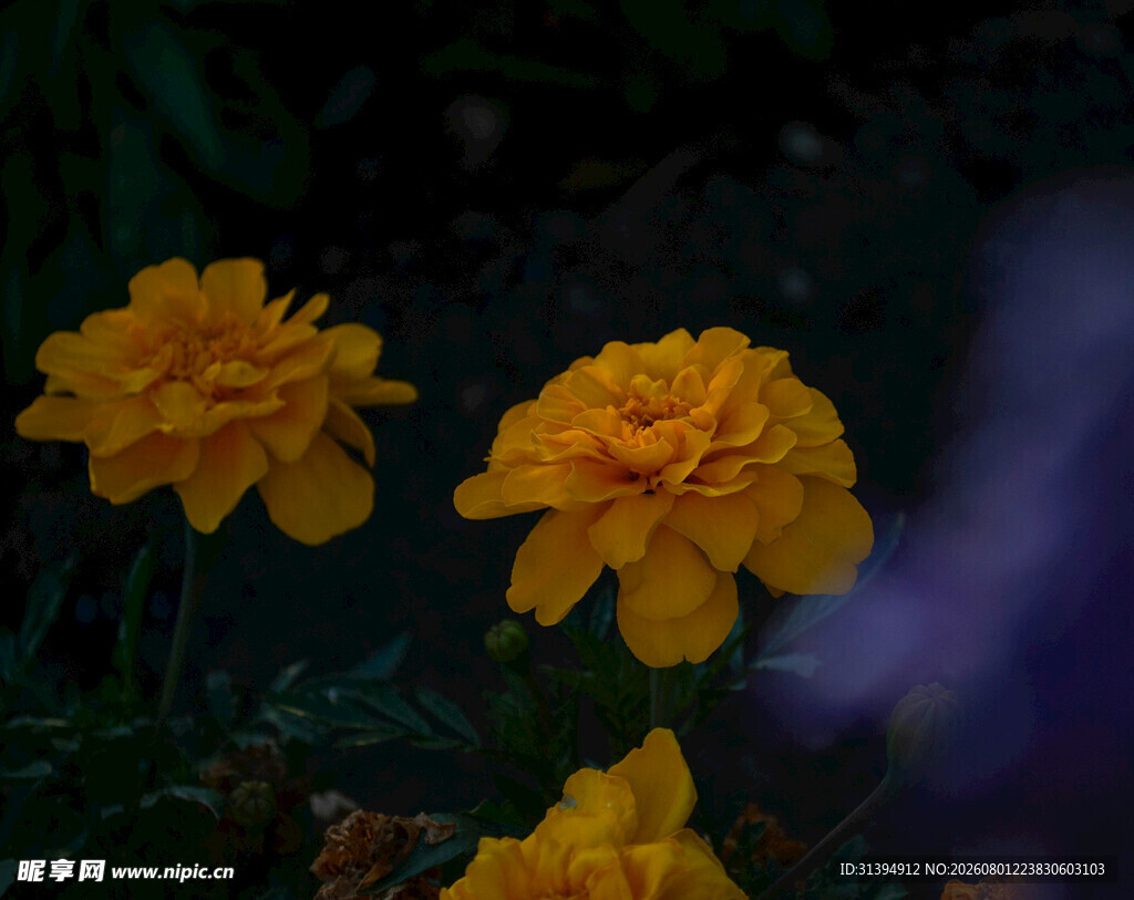 三朵明艳黄色万寿菊