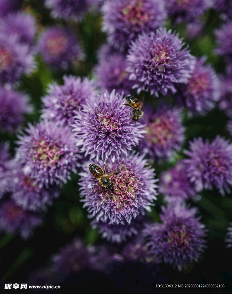 紫色绒球小花特写