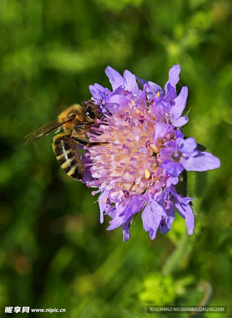 蜜蜂采蜜于紫色花朵间