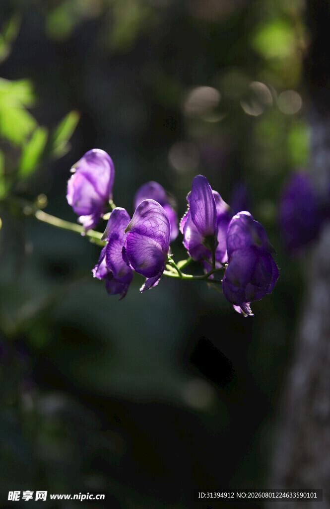 紫色铃铛花特写