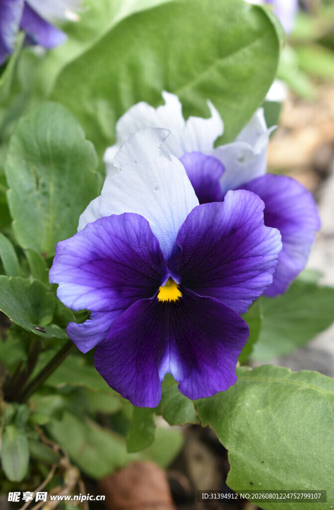 三色堇花朵特写