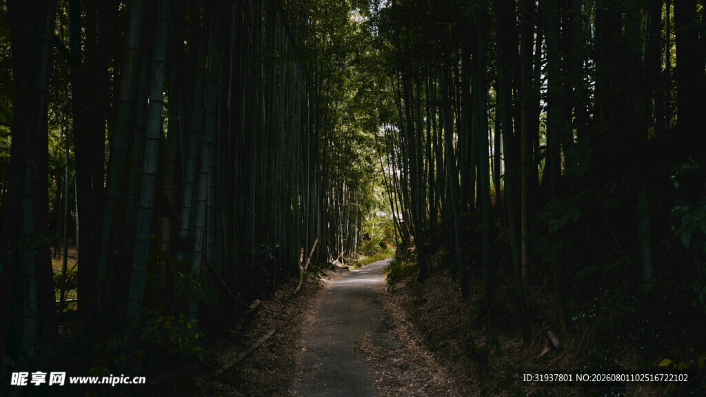 幽径竹林光影交错之景