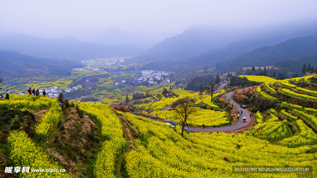 春日梯田油菜花美景