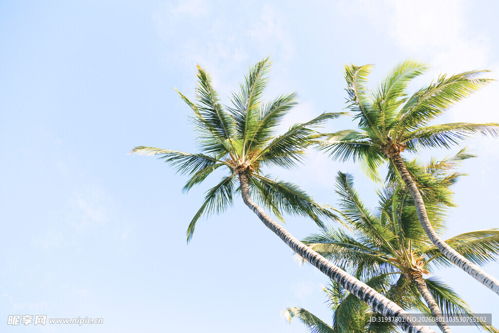 蓝天椰树夏日清新景致