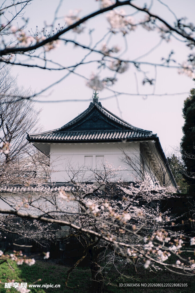 日式建筑旁的繁茂树木