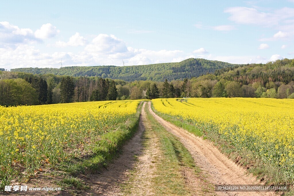 乡间黄花路悠然田园景