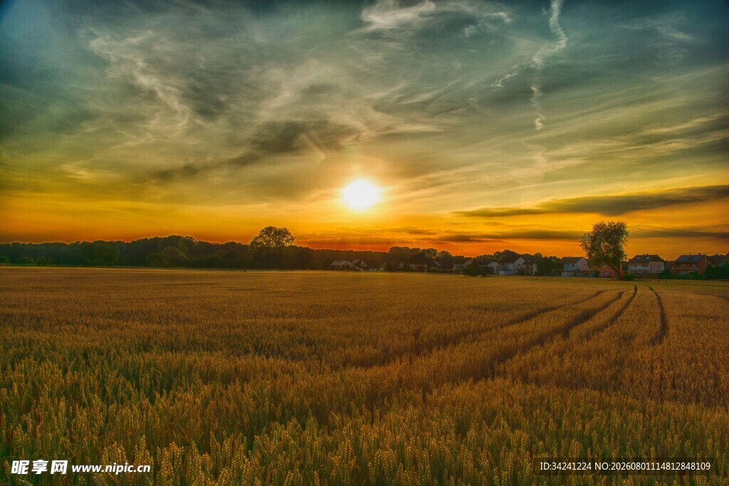 夕阳下的金色麦田美景