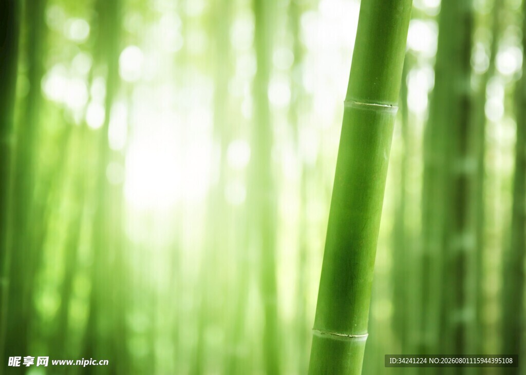 翠绿竹林光影交织之美