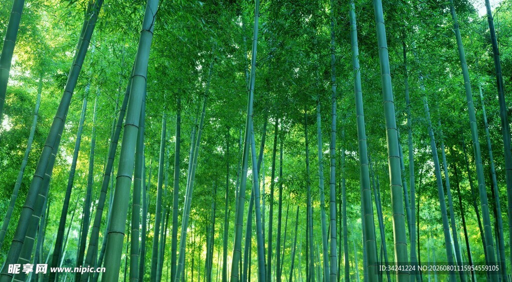 翠绿竹林自然清新之景
