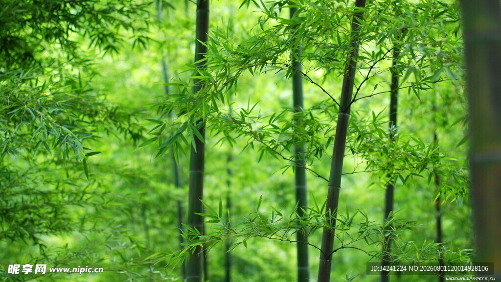 翠绿竹林清新自然之景