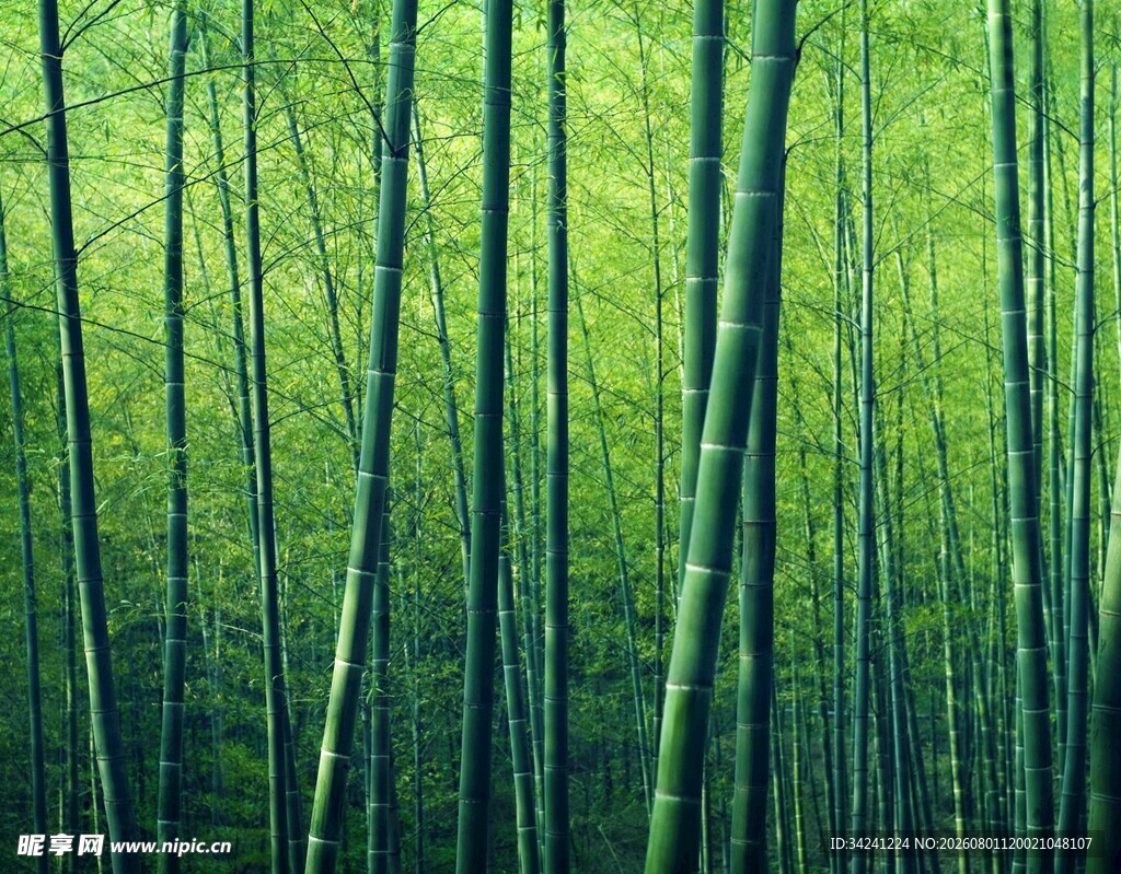 翠绿竹林自然清新之景