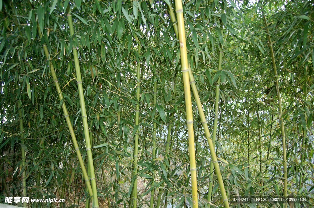 翠绿竹林中的挺拔竹竿