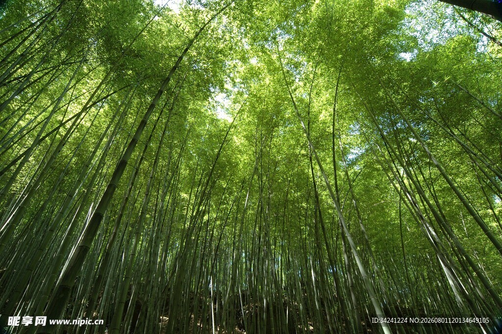 翠绿竹林自然清新之景