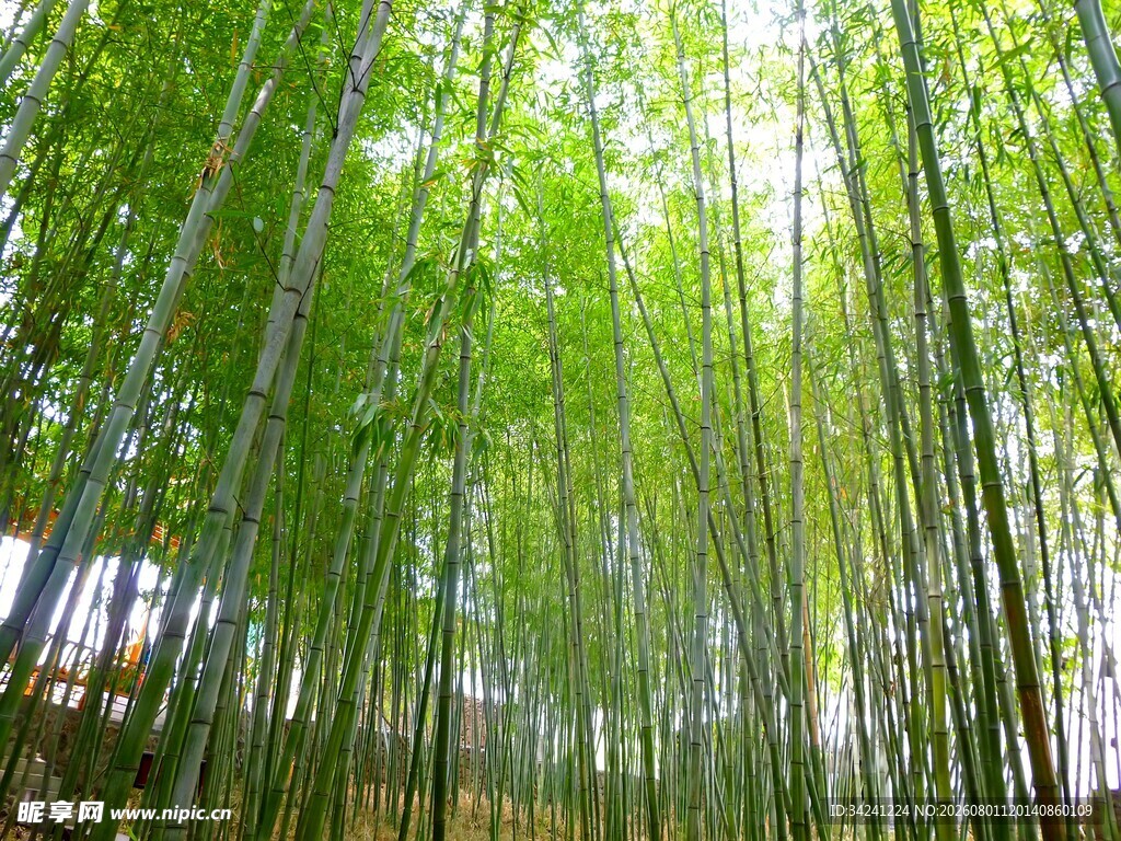 翠绿竹林美景