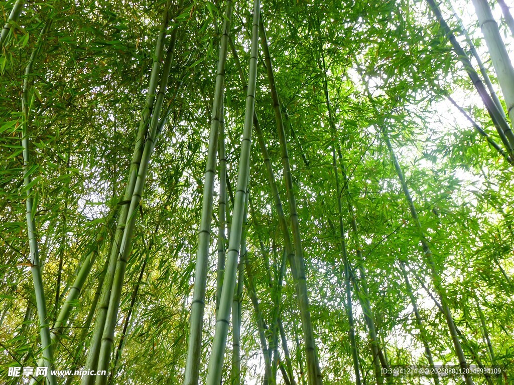 翠绿竹林尽显自然生机