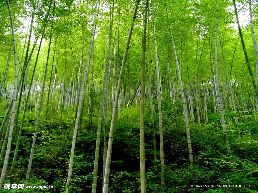 翠绿竹林自然清新之景