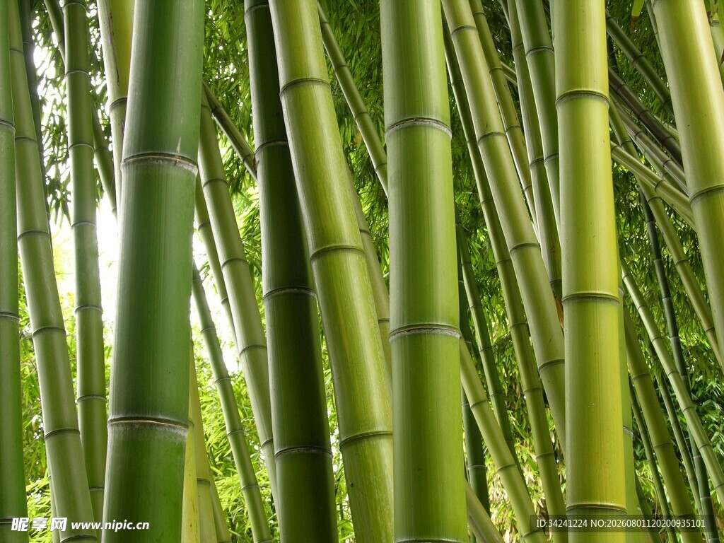 翠绿竹林清新自然之景