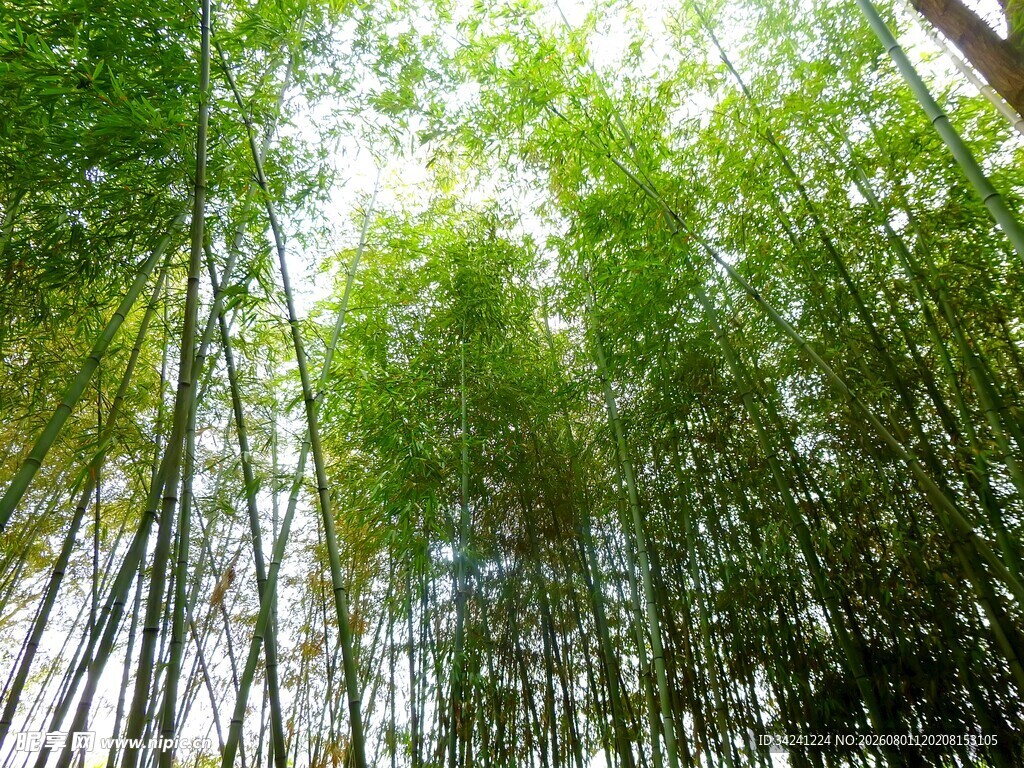 竹林葱郁间的自然景致