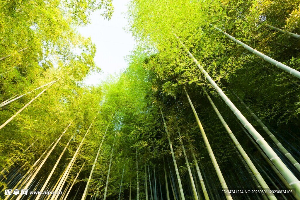 翠绿竹林阳光洒落之景